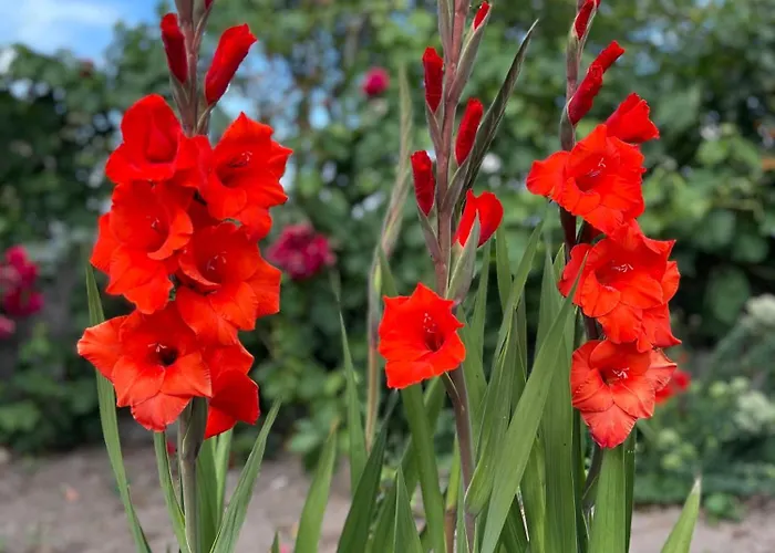 Amanecer バルタール